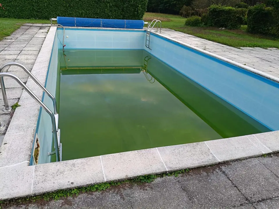 Old pool with green water before works